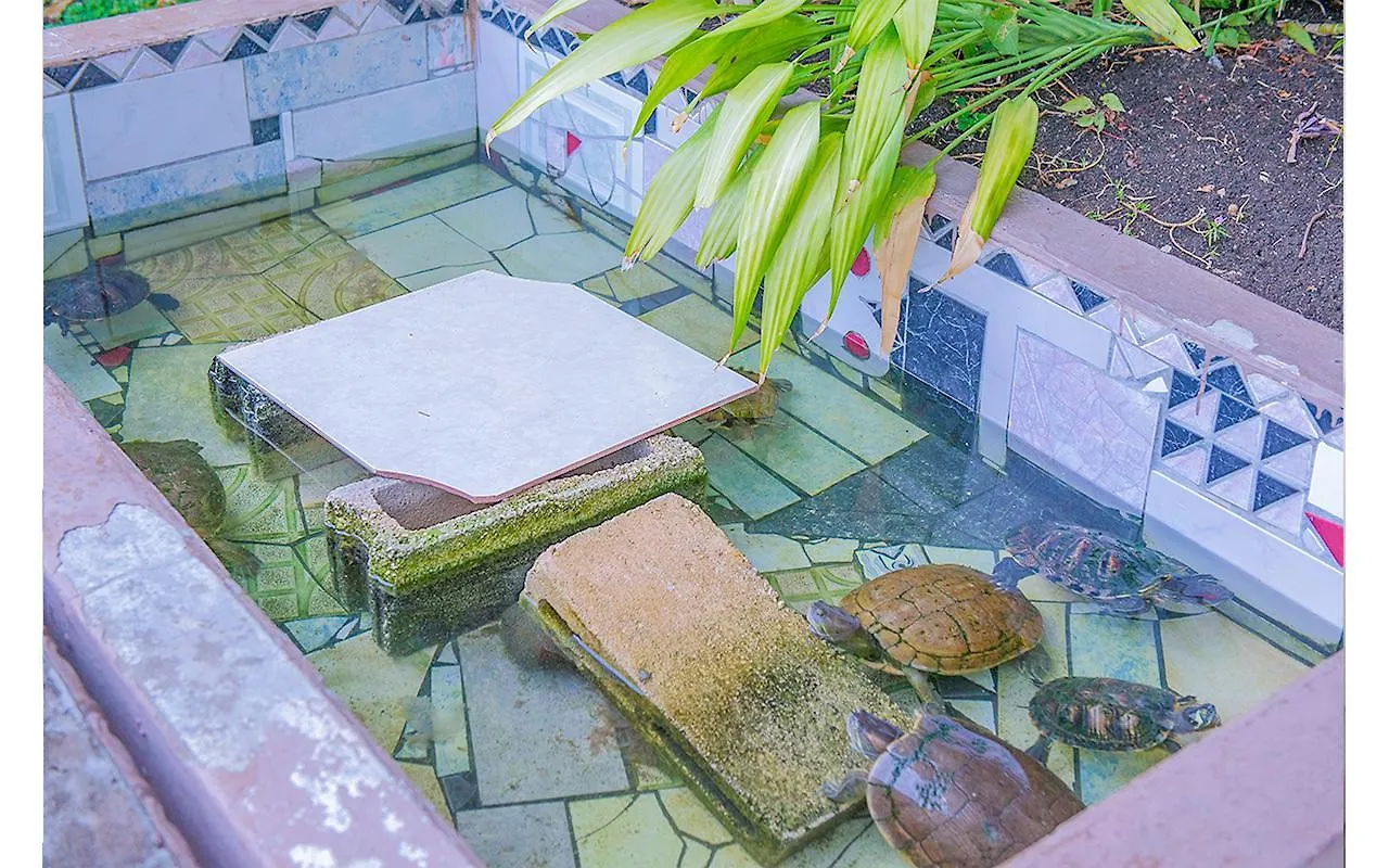 Coconut Shell At Turtle Towers Apartment Ocho Rios